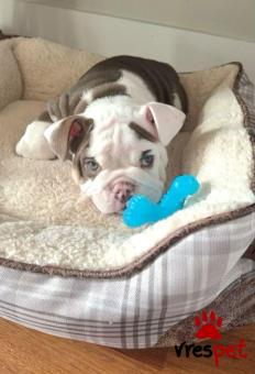 Ράτσα: Αγγλικό Μπουλντόγκ - English Bulldog | Ηλικία: 3 μηνών | Φύλο: Αρσενικό | Αρ. Microchip: 985117659870055 | Ιδιώτης | Εκπαιδευμένο | Pedigree | Περιοχή: Αθήνα, Αττική